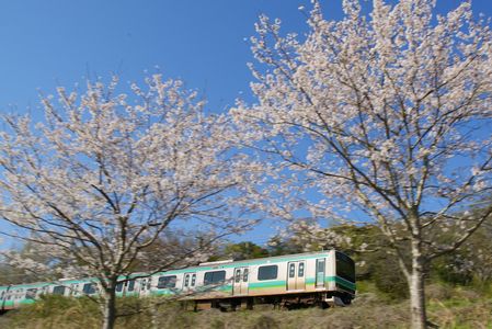 成田線と桜