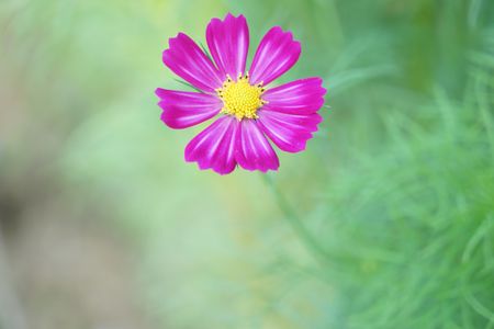 昭和公園コスモス