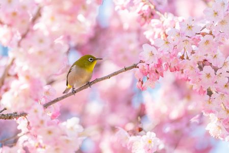 春光（春めき桜とメジロ）#メジロ#