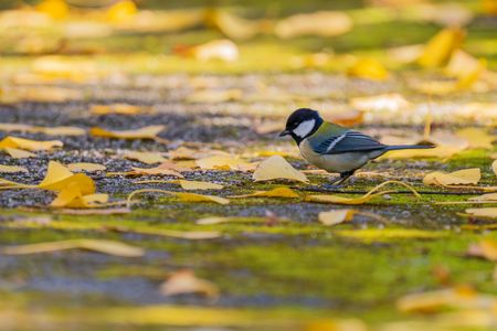 カラ達の紅葉狩り