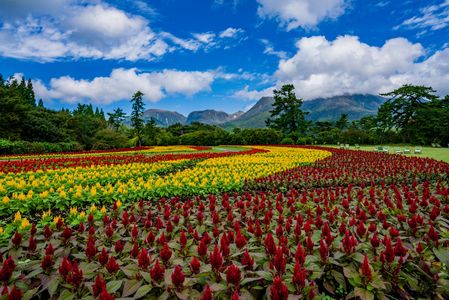 秋の花の絨毯