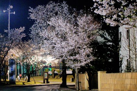 熊本・合志の夜桜
