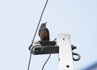 エッ‼　こんな鳥が。