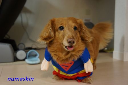 愛犬はスーパーマン