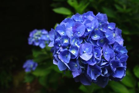 紫陽花