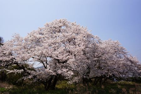 人知れず咲く　桜