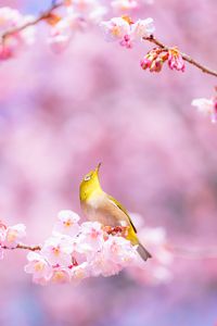 寒桜＆メジロ ～ 春色の競演