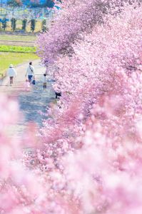 彩色春めき桜