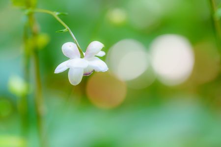 夏の妖精