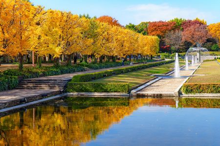 昭和記念公園 秋彩銀杏並木