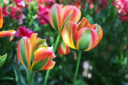 チューリップ...いろいろあるなあ