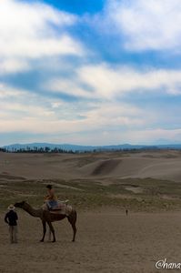砂丘とラクダ