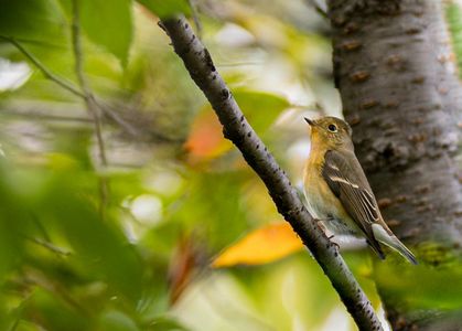 季語のような名前