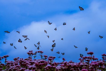 アサギマダラの舞