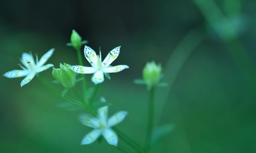 森のアケボノソウⅡ