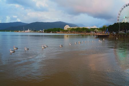 鳥　～ケアンズ旅行編～