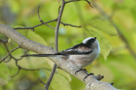 探鳥の季節がやってきました...その2