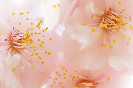 おしゃべりな花たち