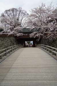 高島城櫓門の桜
