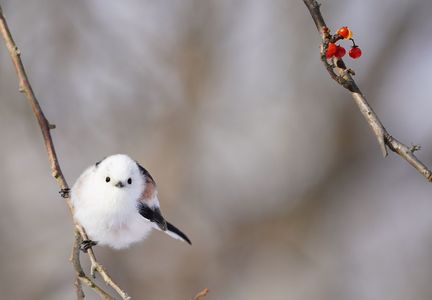 鳥 エナガ の作品 Acafe Aの写真投稿サイト ソニー