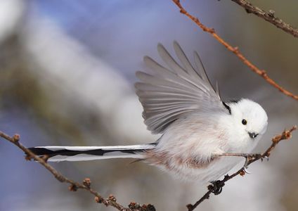 鳥 エナガ の作品 Acafe Aの写真投稿サイト ソニー