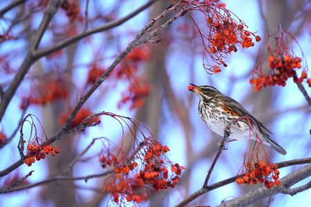 #ワキアカツグミ#