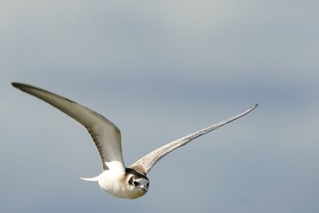 #ハジロクロハラアジサシ#