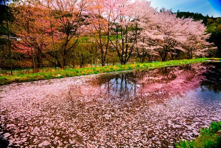 桜散る