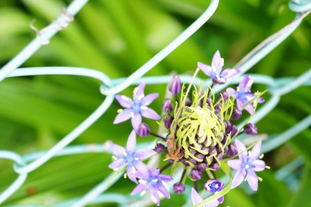 アミフェンスから