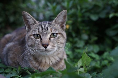 ぬこ様が見てる