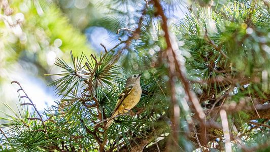 #キクイタダキ# ♪