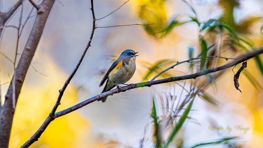 最近撮れた小鳥たち その一