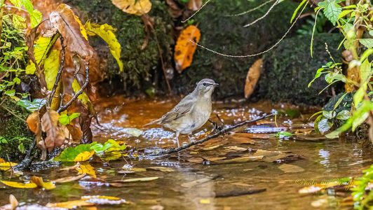 #ノゴマ#メス ♬