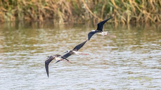 #セイタカシギ#飛翔 その二