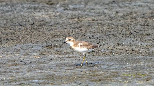 三番瀬の鳥#シロチドリ#♬