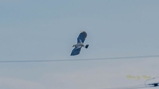 #タゲリ#の飛翔 その三 ♬