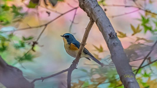 冬の幸せの青い鳥#ルリビタキ#のオス ♪