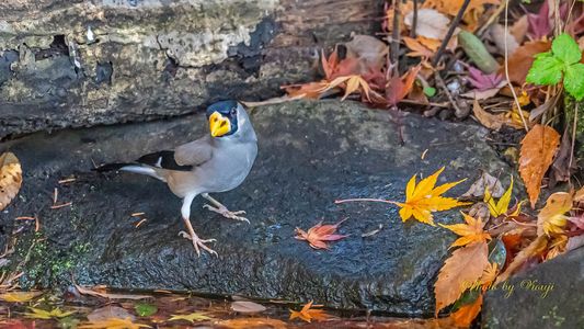 最近撮れた小鳥たち その二