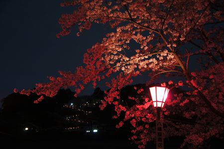 夜桜とぼんぼり　Ⅱ