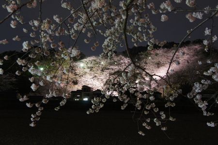 夜桜遠景