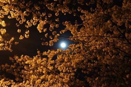 月と夜桜