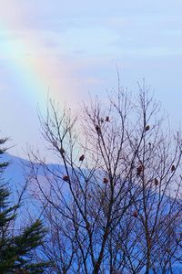 オオマシコの群れに虹が