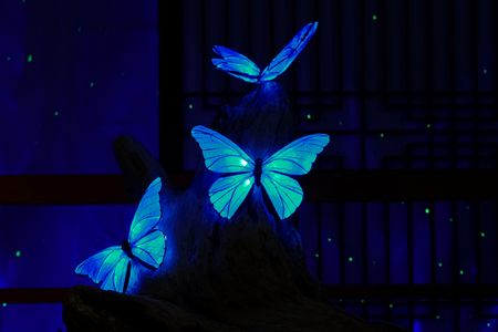 群青色に魅せられて