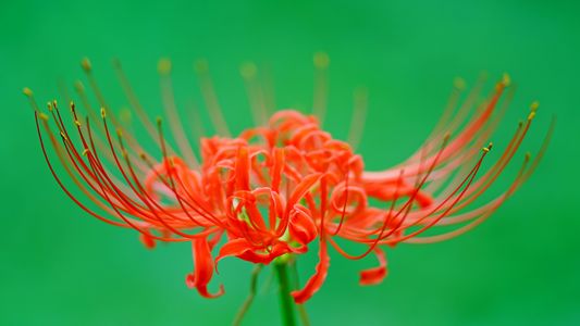 お彼岸に寄せて