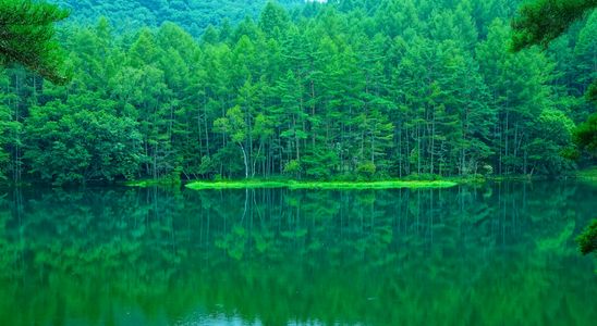 深い緑が溢れる