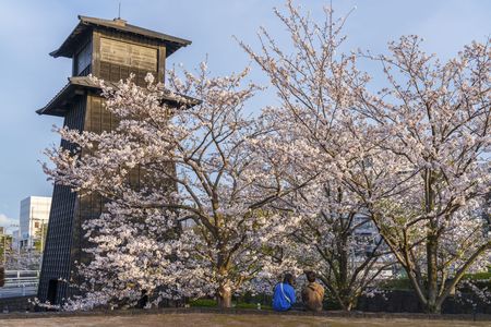 桜待ち、ようやく春！