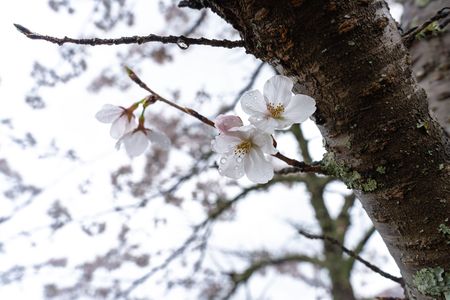 桜花のしずく