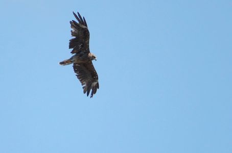 真夏の空飛ぶ鳥達