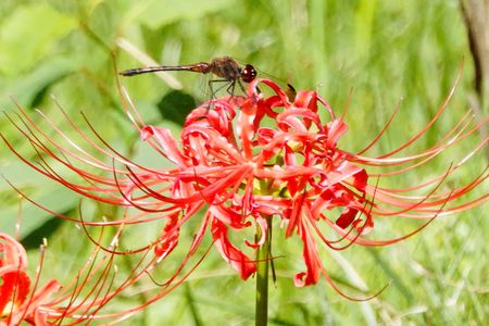 ヒガンバナとトンボ