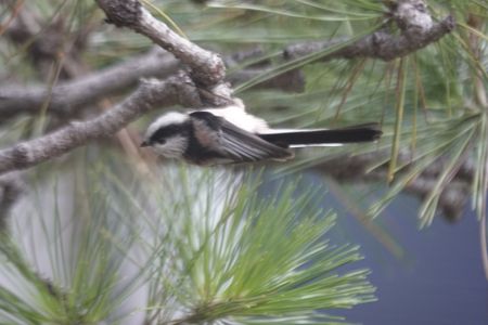 久し振りにやって来たエナガ